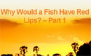 Why Would a Fish Have Red Lips?